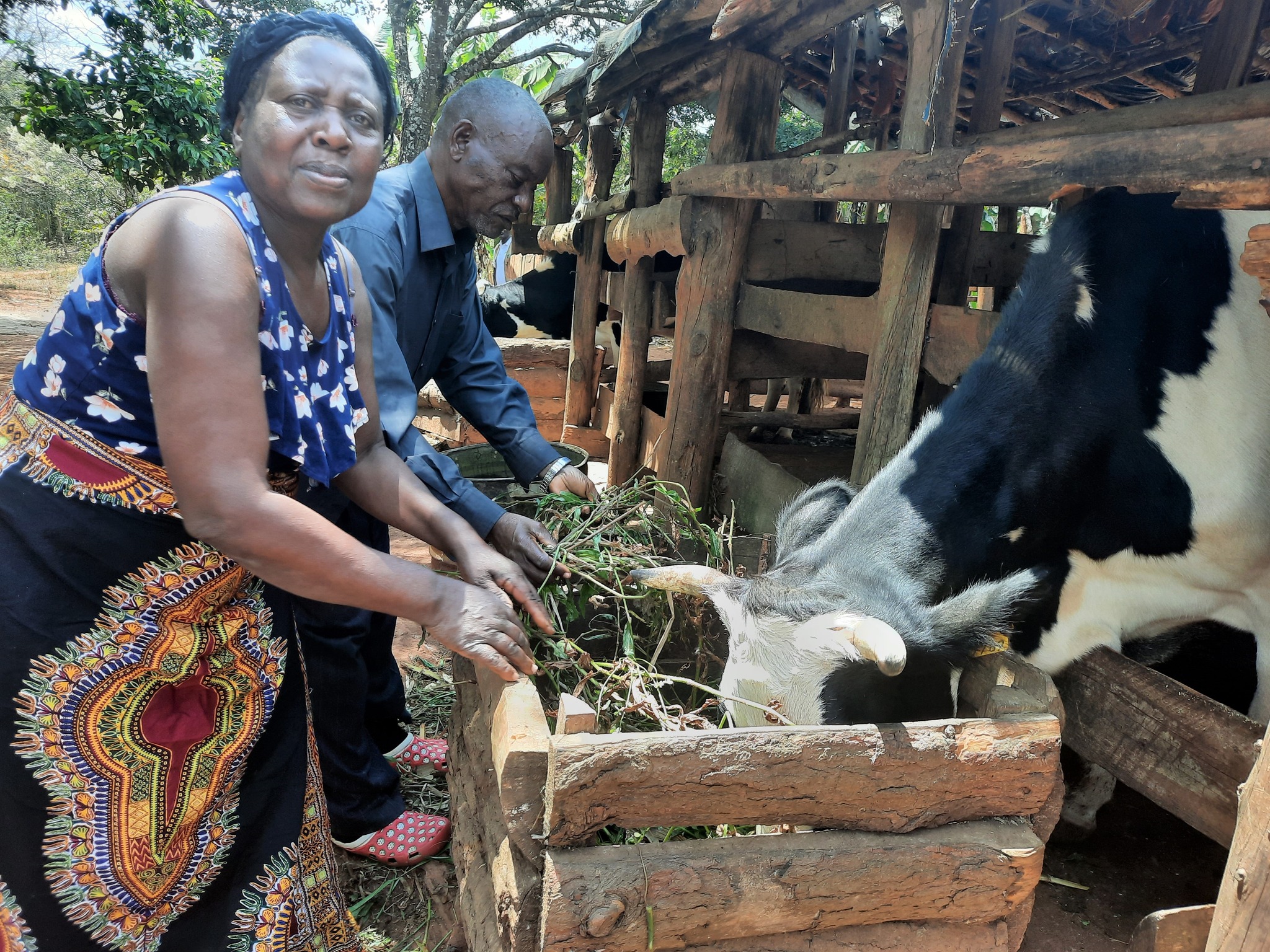 Man and woman feeling cow