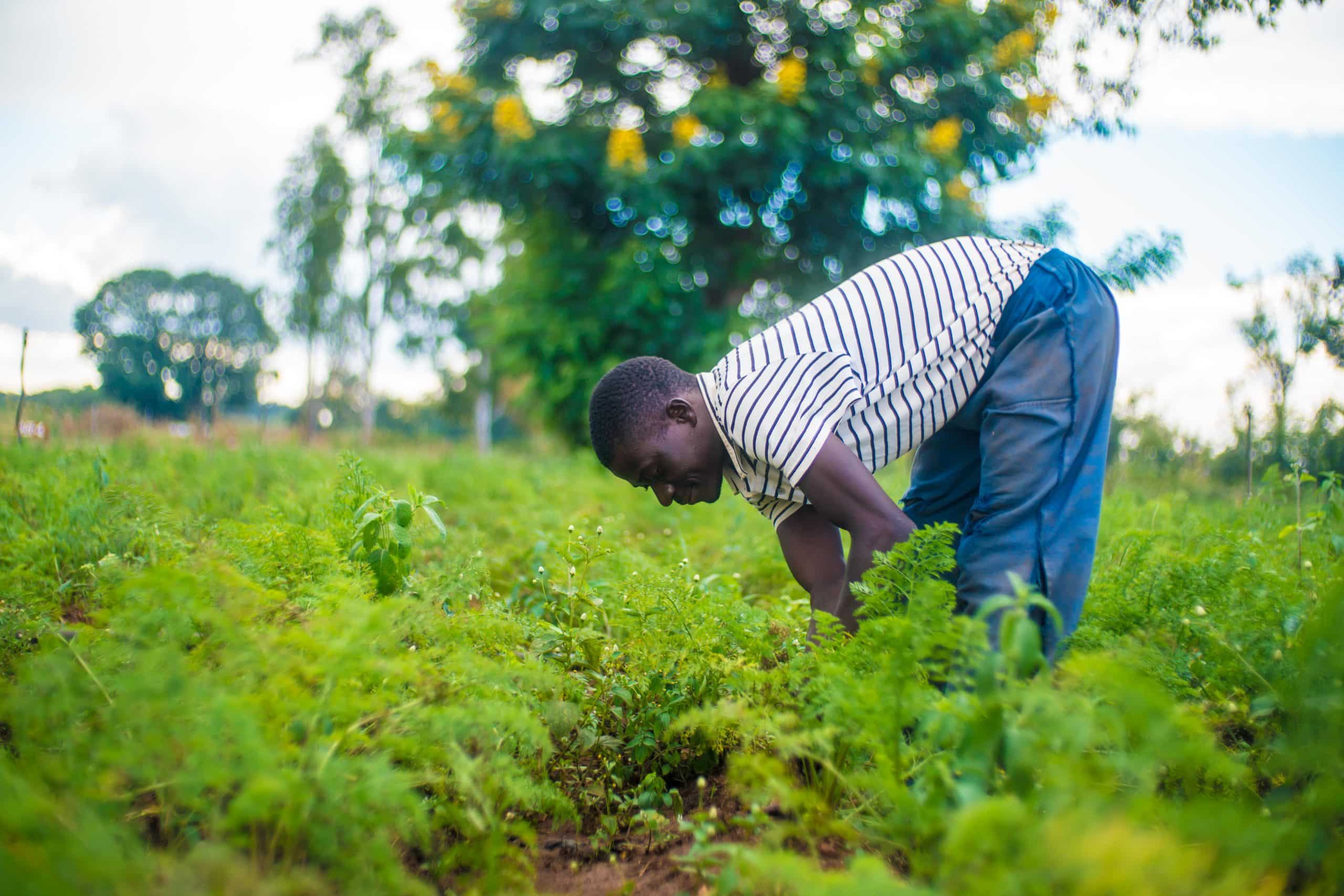 Tobacco farmer shoveling in a farm, tobacco crop