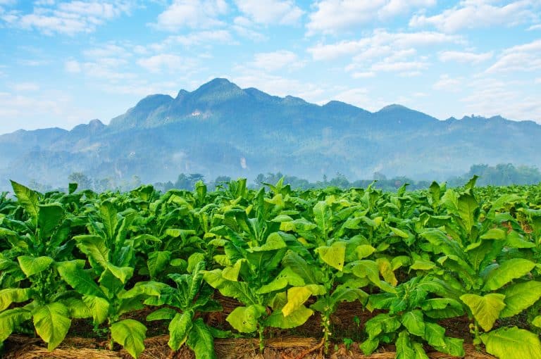 Field of crops with mountains in the distance.